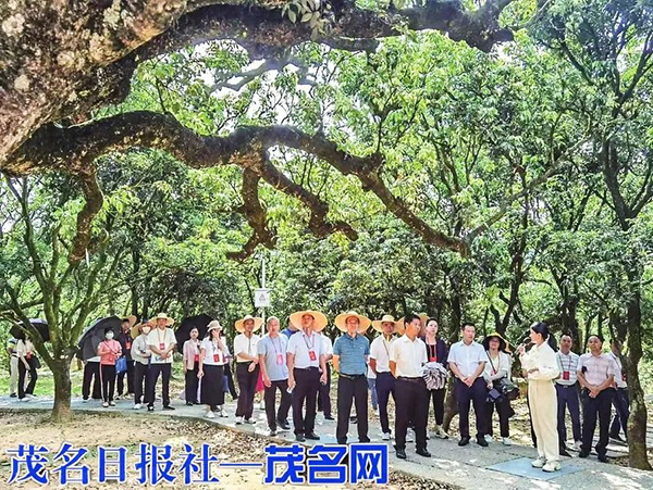 茂名：组织代表看发展提建议 推进绿美茂名生态建设