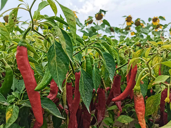  油葵、辣椒长在小麦地，乌梁素海南岸如何发展绿色农业？